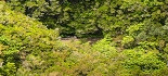 Plants: image 85 Of 208 Thumb